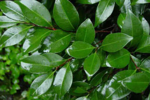 紅鱗蒲桃 紅鱗蒲桃