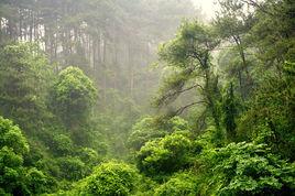 桂林國家森林公園