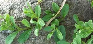 高山亮葉鼠李(變種) 高山亮葉鼠李(變種)