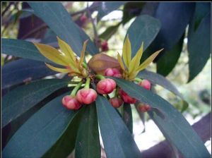 短梗八角 短梗八角