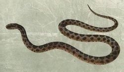 黑細盲蛇 黑細盲蛇