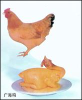 廣海雞