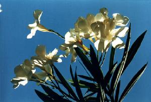 白花夾竹桃 白花夾竹桃