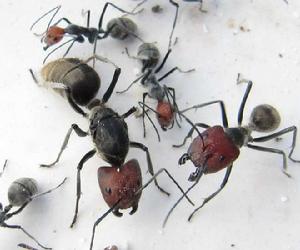 紅頭弓背蟻 紅頭弓背蟻