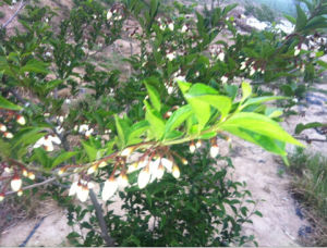 毛萼野茉莉 毛萼野茉莉