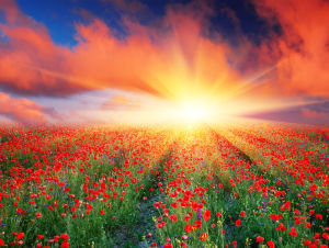 《美麗風景》 《美麗風景》