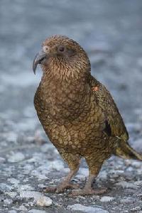 啄羊鸚鵡 啄羊鸚鵡