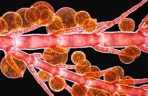 藻類共存 在這張硅藻和紅藻的照片中，有機體與健康生態系統之間的聯繫被以微觀形式表現出來，各種生命形態需要互相依賴才能生存。
