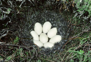 黑海番鴨（卵）