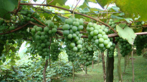 雙興村葡萄種植