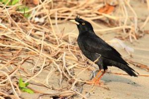 黃腿穴(共鳥) 黃腿穴(共鳥)