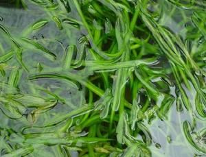 細鋸齒苦草 細鋸齒苦草