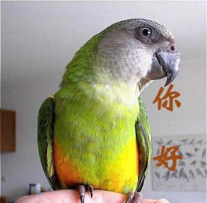紅腹鸚鵡