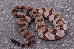 東部鑽紋響尾蛇 東部鑽紋響尾蛇