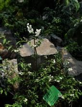 無柄溲疏(變種) 無柄溲疏(變種)