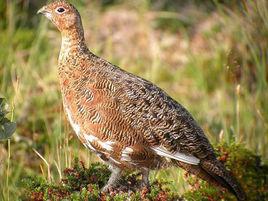 雷鳥[鳥綱動物]