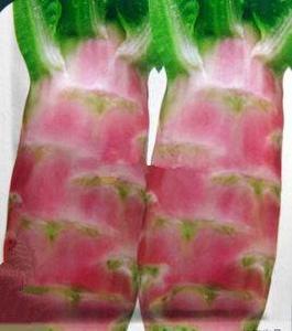 掛絲紅萵筍 掛絲紅萵筍