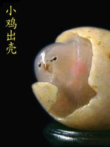 小雞出殼 小雞出殼