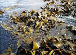 黃花菜涼拌海帶絲 黃花菜涼拌海帶絲