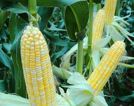 科甜2號 科甜2號