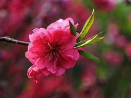 均禾街道 均禾街道