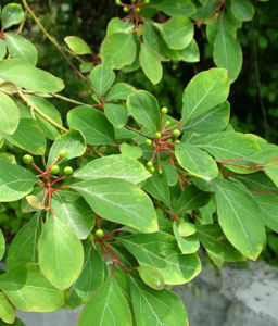 宜昌木姜子 宜昌木姜子