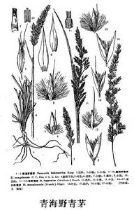 青海野青茅