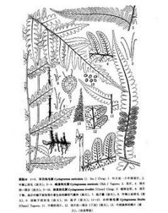 小葉鉤毛蕨 小葉鉤毛蕨