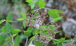 楔葉繡線菊粉葉變種 楔葉繡線菊粉葉變種