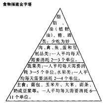 最初的營養金字塔圖