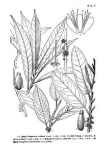 福建山礬 福建山礬