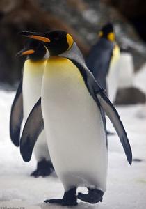 王企鵝麥夸里島亞種 王企鵝麥夸里島亞種