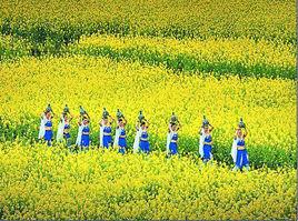 蓮花縣油菜花節 蓮花縣油菜花節