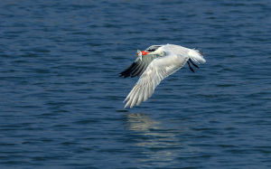 紅嘴灰鷗 紅嘴灰鷗