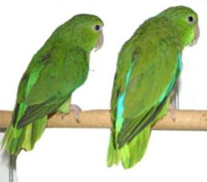 藍翅鸚哥阿根廷亞種 藍翅鸚哥阿根廷亞種