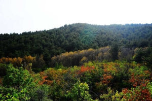 羅山自然保護區 羅山自然保護區