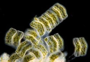 單殼藻目