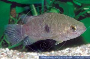 斑非洲攀鱸 斑非洲攀鱸