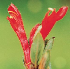 近掌脈鼠尾 近掌脈鼠尾