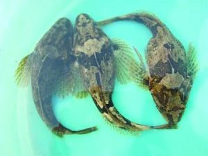 松江鱸魚 松江鱸魚