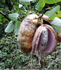 洞庭湖區植被 洞庭湖區植被