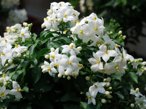 素馨葉白英 素馨葉白英