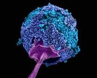 土壤真菌 土壤真菌