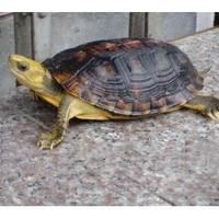 Yellow-headed box turtle