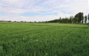 巴彥淖爾鎮 巴彥淖爾鎮