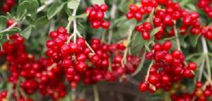 白刺果?fr=aladdin