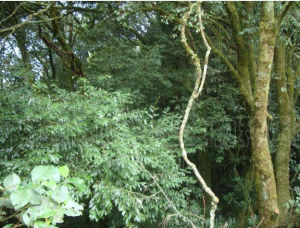 細脈冬青 細脈冬青