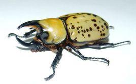 美東白兜 美東白兜