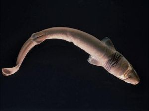 橙黃鯊屬 橙黃鯊屬