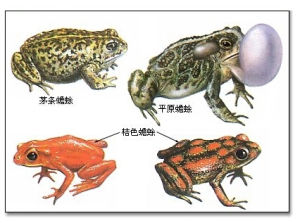 三港樹蟾 三港樹蟾